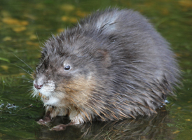 Common Muskrat